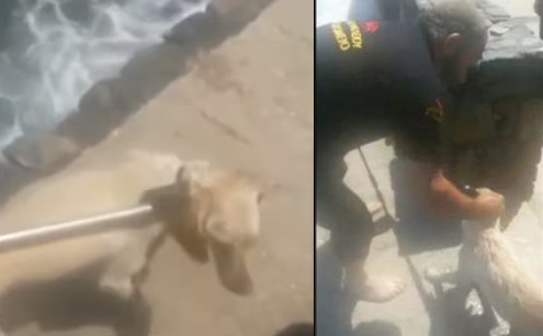 Κρήτη: Ασυνείδητοι πέταξαν σκύλο στη θάλασσα - Πώς σώθηκε από τα κύματα - Φωτογραφία 1
