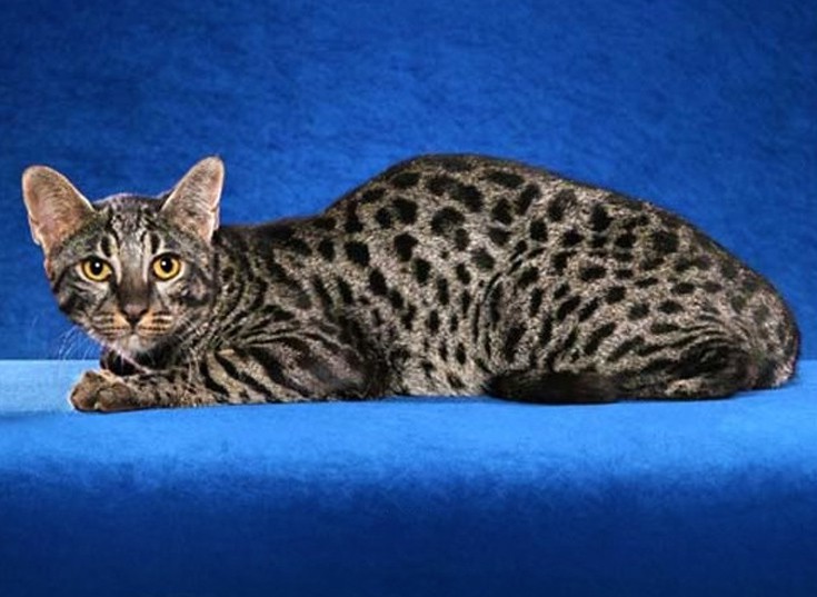 Οι δέκα πιο ακριβές γάτες του πλανήτη - Φωτογραφία 6