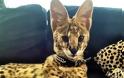 Οι δέκα πιο ακριβές γάτες του πλανήτη - Φωτογραφία 10