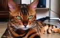 Οι δέκα πιο ακριβές γάτες του πλανήτη - Φωτογραφία 5