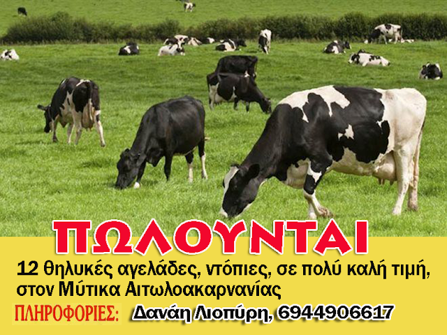 Πωλούνται αγελάδες στον ΜΥΤΙΚΑ Αιτωλοακαρνανίας - Φωτογραφία 1