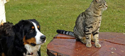 Γιατί οι σκύλοι και οι γάτες «μισούν» ο ένας τον άλλον; - Φωτογραφία 1