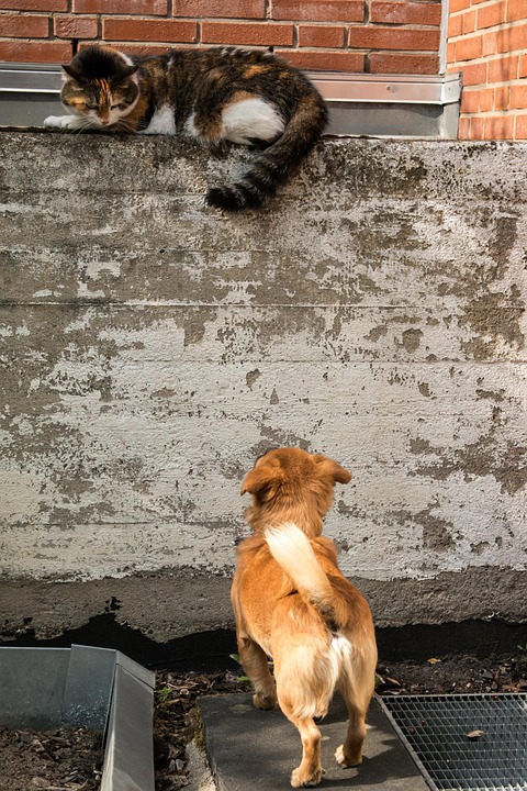 Γιατί οι σκύλοι και οι γάτες «μισούν» ο ένας τον άλλον; - Φωτογραφία 2