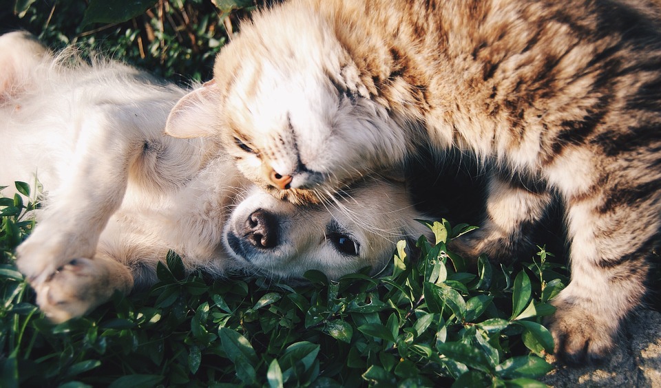 Γιατί οι σκύλοι και οι γάτες «μισούν» ο ένας τον άλλον; - Φωτογραφία 3
