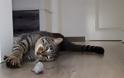 H Νέα Υόρκη  απαγορεύει την ονυχεκτομή στις γάτες