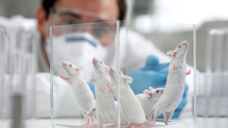Επιστήμονες καταφέρνουν να θεραπεύσουν εννέα ποντίκια από HIV - Φωτογραφία 1