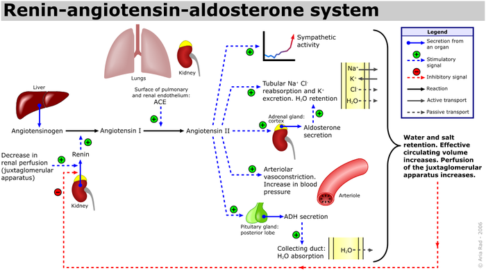 Τι είναι η ρενίνη και η αλδοστερόνη και σε ποιες παθήσεις μεταβάλλονται; - Φωτογραφία 2
