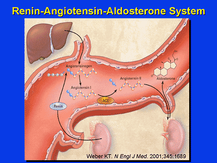 Τι είναι η ρενίνη και η αλδοστερόνη και σε ποιες παθήσεις μεταβάλλονται; - Φωτογραφία 3