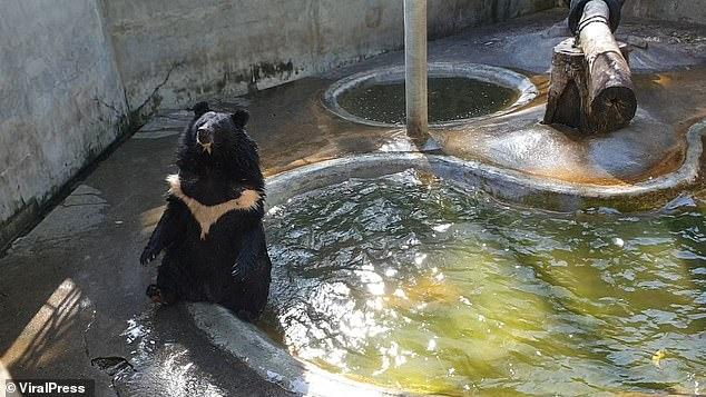 Αξιαγάπητη αρκούδα δροσίζεται σαν άνθρωπος στην πισίνα - Φωτογραφία 1