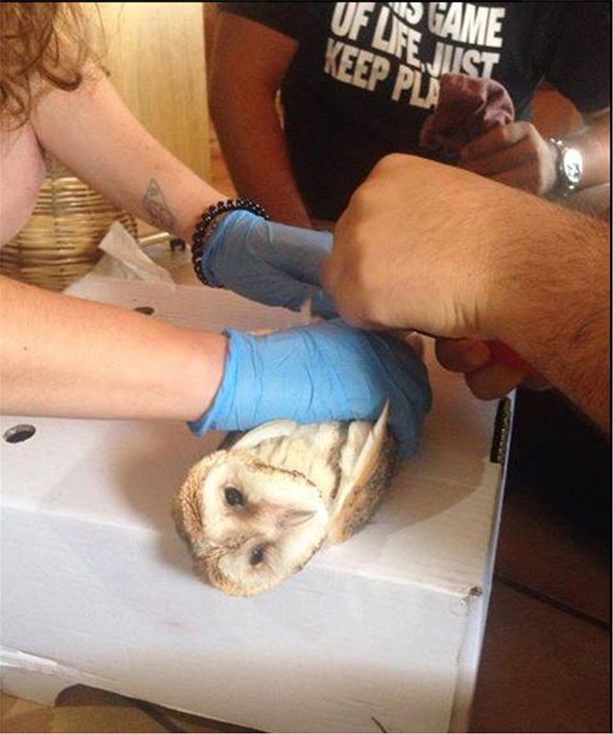 Μυτιλήνη: Επιχείρηση διάσωσης για έξι μικρές κουκουβάγιες που είχαν εγκλωβιστεί σε πατάρι - Φωτογραφία 2