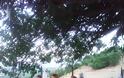 Ο εσπερινός στο εκκλησάκι της Αγίας Παρασκευής (Μπόϊκου) στην ΚΑΤΟΥΝΑ -[ΦΩΤΟ] - Φωτογραφία 15