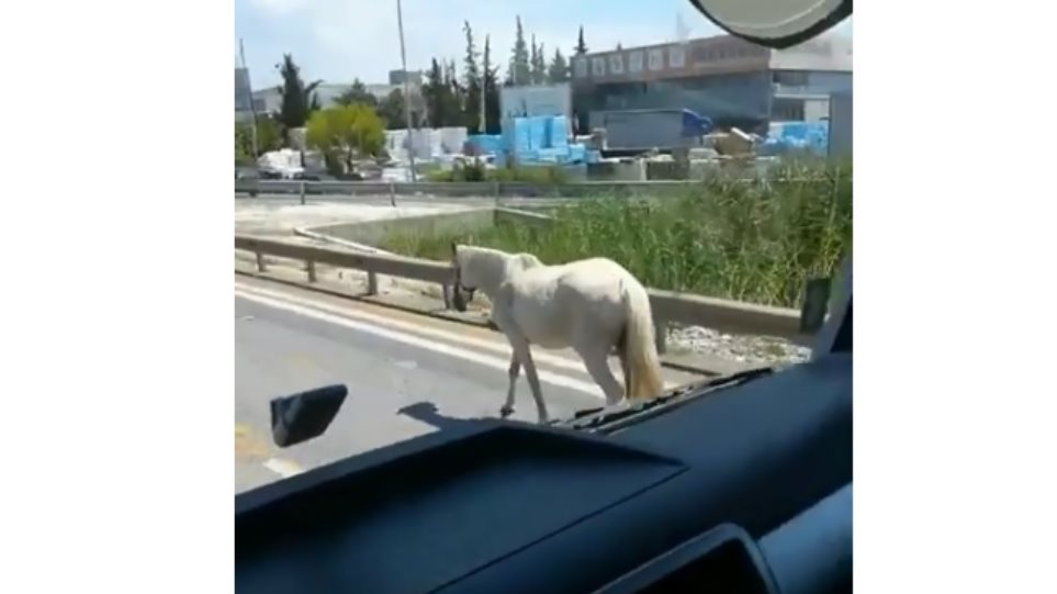 Εντοπίστηκε το άλογο που κινούνταν σε δρόμους της πόλης - Φωτογραφία 1