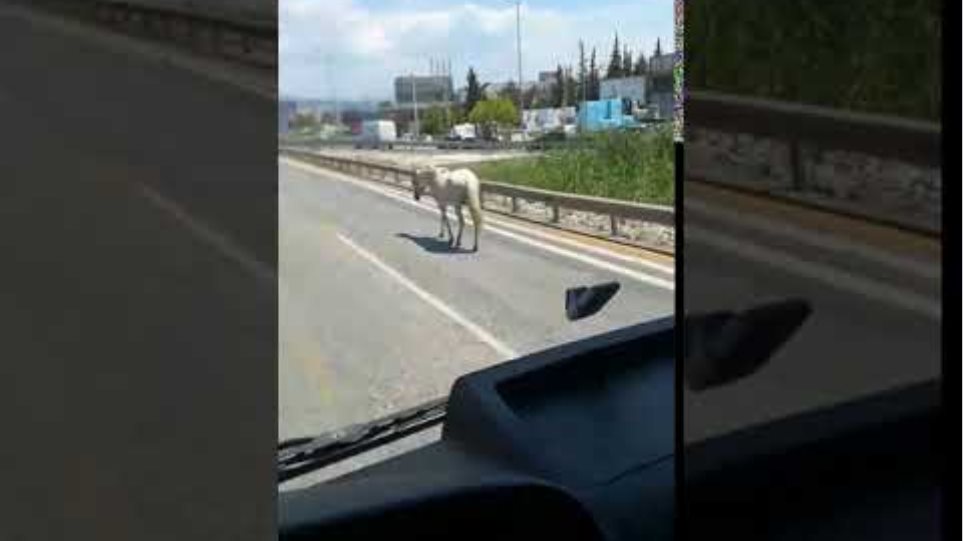 Εντοπίστηκε το άλογο που κινούνταν σε δρόμους της πόλης - Φωτογραφία 2