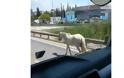 Εντοπίστηκε το άλογο που κινούνταν σε δρόμους της πόλης