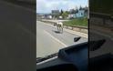 Εντοπίστηκε το άλογο που κινούνταν σε δρόμους της πόλης - Φωτογραφία 2