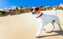 Διακοπές με τον σκύλο: Όλα όσα πρέπει να ξέρετε πριν ξεκινήσετε
