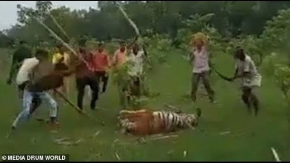 Ινδοί λίντσαραν τίγρη αφού επιτέθηκε στο χωριό τους - Φωτογραφία 2