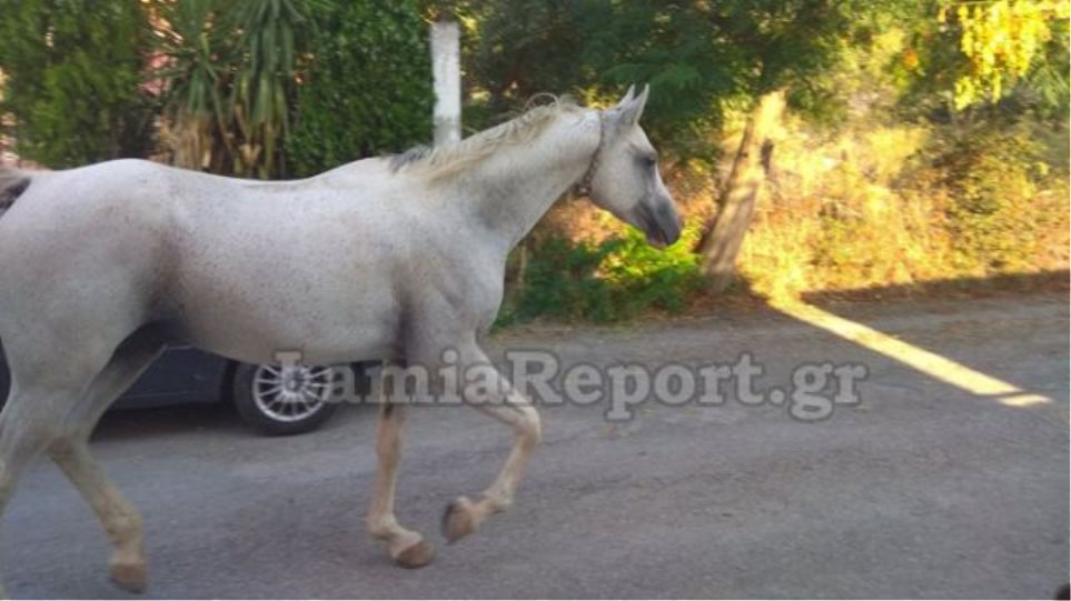 Άλογο… έκοβε βόλτες μέσα στο δρόμο - Φωτογραφία 1