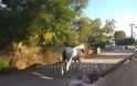 Άλογο… έκοβε βόλτες μέσα στο δρόμο - Φωτογραφία 2