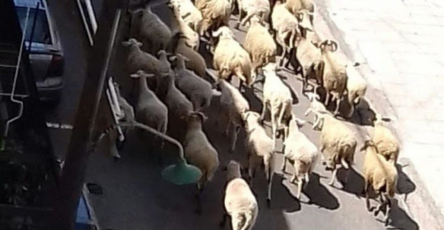 Αγρίνιο: Ακόμη να βρεθεί λύση με τα ανεπιτήρητα πρόβατα μέσα στην πόλη (φωτο) - Φωτογραφία 1