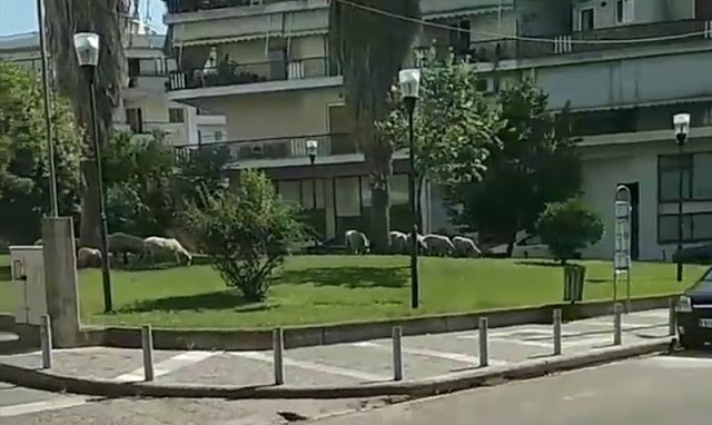 Αγρίνιο: Ακόμη να βρεθεί λύση με τα ανεπιτήρητα πρόβατα μέσα στην πόλη (φωτο) - Φωτογραφία 2