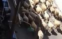 Αγρίνιο: Ακόμη να βρεθεί λύση με τα ανεπιτήρητα πρόβατα μέσα στην πόλη (φωτο) - Φωτογραφία 1