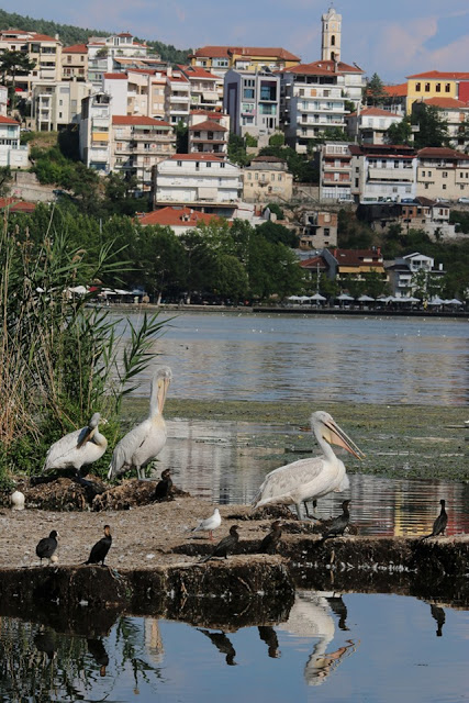 Ο Χρήστος Δημάδης στην Έκθεση φωτογραφίας άγριας Φύσης στην Καστοριά (εικόνες) - Φωτογραφία 14