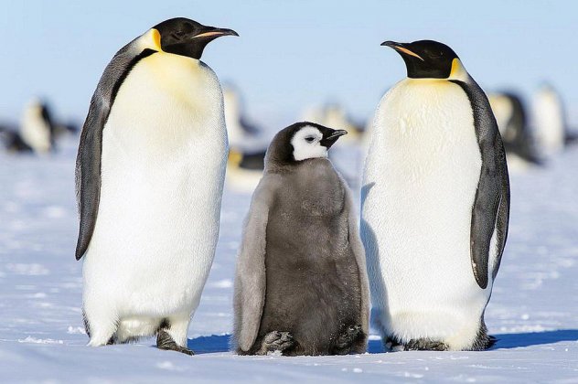 Πιγκουίνοι εντοπίστηκαν σε μίτινγκ ρουμ διαφημιστικής εταιρείας στα Βριλήσσια - Φωτογραφία 1