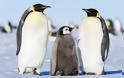 Πιγκουίνοι εντοπίστηκαν σε μίτινγκ ρουμ διαφημιστικής εταιρείας στα Βριλήσσια