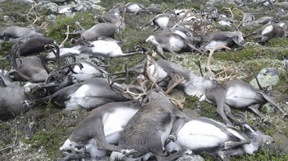 Αρκτική: Βρέθηκαν 200 νεκροί τάρανδοι λόγω της πείνας του χειμώνα - Φωτογραφία 1