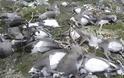 Αρκτική: Βρέθηκαν 200 νεκροί τάρανδοι λόγω της πείνας του χειμώνα