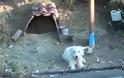 Άγνωστοι πήραν το σκύλο του Χάρη – Έκκληση να τον επιστρέψουν (VIDEO) - Φωτογραφία 1