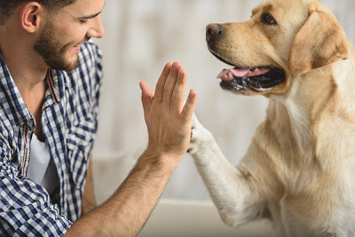 Οι σκύλοι «ορμούν» στον ανθρώπινο… καρκίνο - Φωτογραφία 1