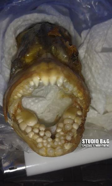 Αργολίδα: Έπιασαν ψάρι με… «ανθρώπινα» δόντια (εικόνες)!! - Φωτογραφία 2
