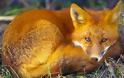 Τρεις νεκρές αλεπούδες εντοπίστηκαν στη Σιθωνία