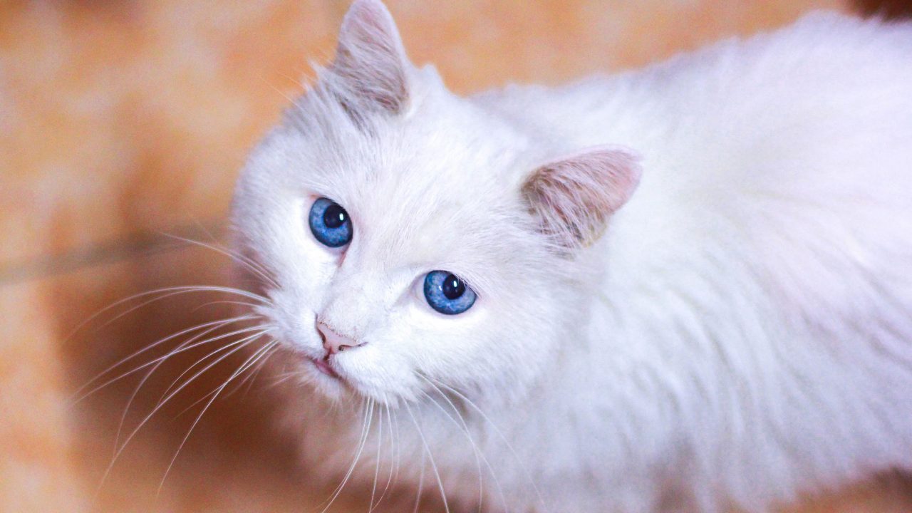 Μύθος ή αλήθεια ότι οι λευκές γάτες με μπλε μάτια δεν ακούν; - Φωτογραφία 1
