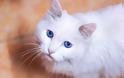 Μύθος ή αλήθεια ότι οι λευκές γάτες με μπλε μάτια δεν ακούν;