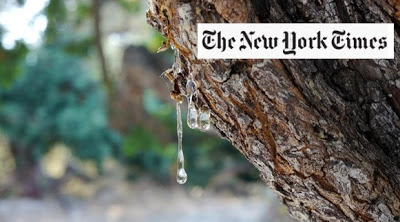 Αφιέρωμα Νew York Times στη μαστίχα Χίου: Μπορεί να θεραπεύσει την ανθρωπότητα; - Φωτογραφία 1