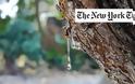 Αφιέρωμα Νew York Times στη μαστίχα Χίου: Μπορεί να θεραπεύσει την ανθρωπότητα;