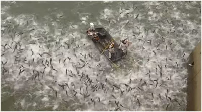 Γιατί οι επιστήμονες κάνουν ηλεκτροσόκ σε ψάρια της λίμνης Κεντάκι -Ανατριχιαστικό βίντεο - Φωτογραφία 1