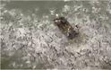 Γιατί οι επιστήμονες κάνουν ηλεκτροσόκ σε ψάρια της λίμνης Κεντάκι -Ανατριχιαστικό βίντεο