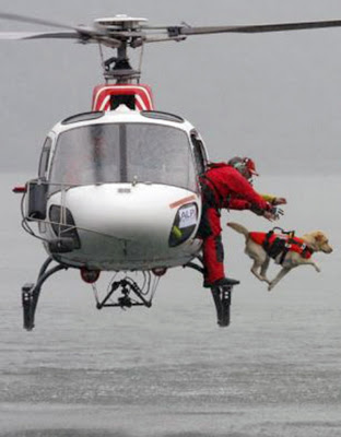 Τα σκυλιά ναυαγοσώστες μπορούν να μειώσουν τους πνιγμούς στη χώρα μας (video) - Φωτογραφία 1