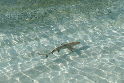 Νέα Σμύρνη: Η παραλία που ...αγαπούν οι καρχαρίες - Φωτογραφία 1