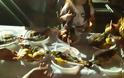 Όμορφη Βαρκαρόλα και γιορτη ψαριού στη ΒΟΝΙΤΣΑ [ΦΩΤΟ: Στέλλα Λιάπη] - Φωτογραφία 10