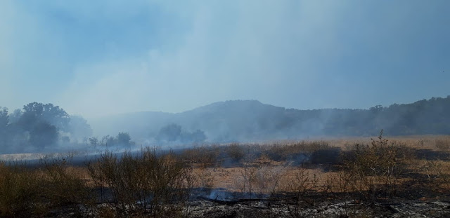 Φωτιά ξέσπασε πριν λίγο σε δασική έκταση ανάμεσα στα χωριά Αγράμπελο, Παλαιομάνινα, Πηγάδια και Πρόδρομος [ΦΩΤΟ] - Φωτογραφία 15