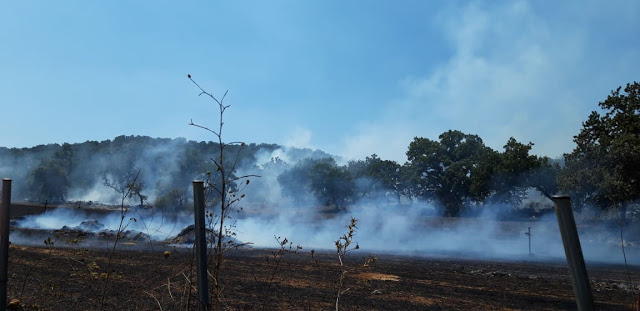 Φωτιά ξέσπασε πριν λίγο σε δασική έκταση ανάμεσα στα χωριά Αγράμπελο, Παλαιομάνινα, Πηγάδια και Πρόδρομος [ΦΩΤΟ] - Φωτογραφία 17