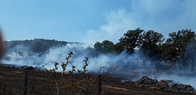 Φωτιά ξέσπασε πριν λίγο σε δασική έκταση ανάμεσα στα χωριά Αγράμπελο, Παλαιομάνινα, Πηγάδια και Πρόδρομος [ΦΩΤΟ] - Φωτογραφία 18