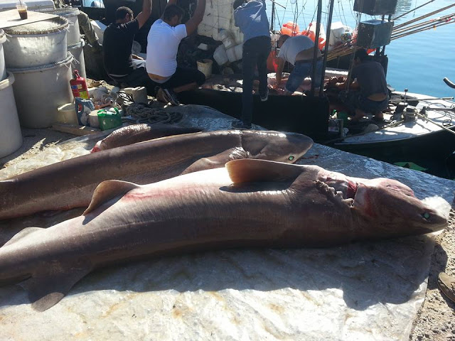 Σούπερ ψαριά στην Κρήτη (Φωτογραφίες) - Φωτογραφία 1