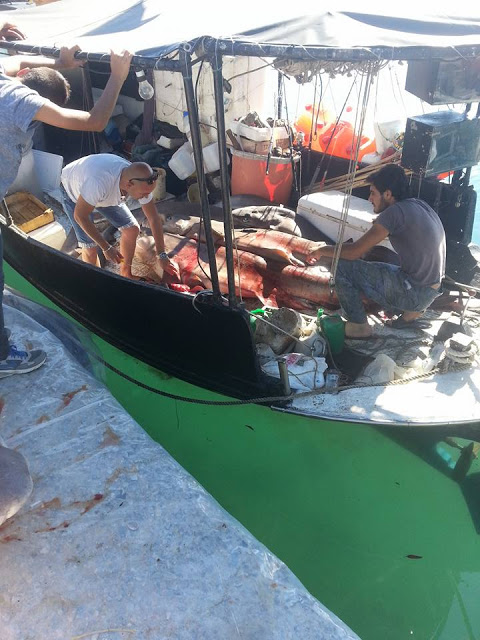 Σούπερ ψαριά στην Κρήτη (Φωτογραφίες) - Φωτογραφία 4