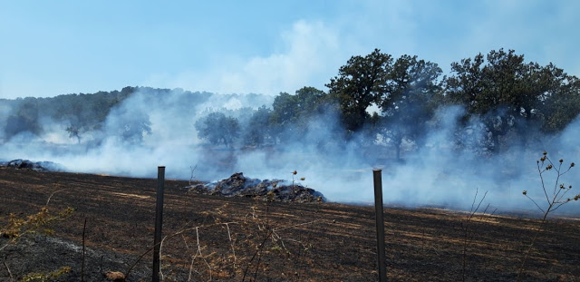Περίπου 50 στρέμματα κάηκαν κοντά στην Παλαιομάνινα – Ελέγχεται η φωτιά - Φωτογραφία 1